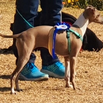 Gracie